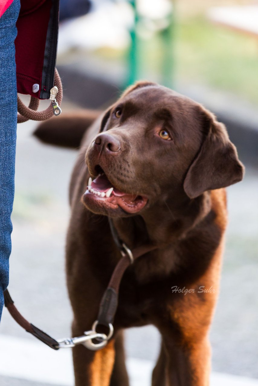 Bild 122 - Wiemersdorfer Maibaum